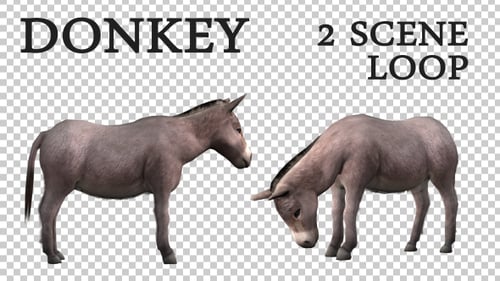 Farm Animals - Esel - 2 Szene