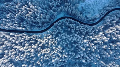Topdown View Of Dense Coniferous Treetops With Asphalt Mountain Road During Winter. Aerial Drone