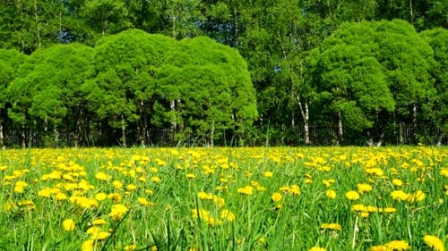Clip. Feld mit gelbem Löwenzahn. Sonniger Sommertag.