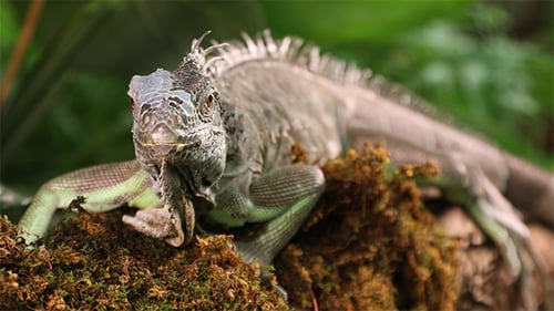 Large Green Iguana