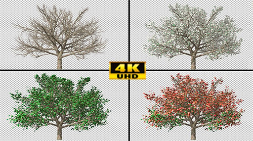 Tree Changing Seasons
