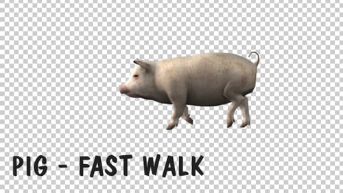 Pig Fast Walk