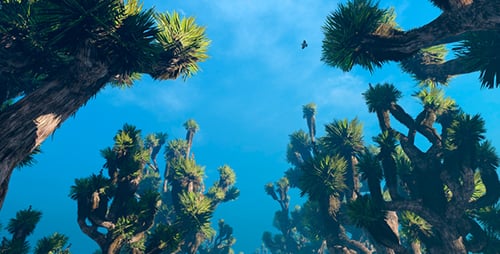 Joshua Tree Forest Under Clear Blue Sky Nature Video