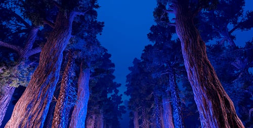 Night Forest