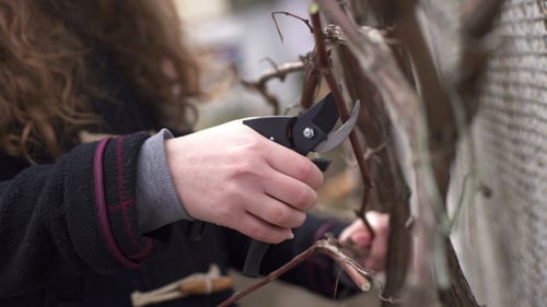 Gardener Cutting the Vine in the Spring