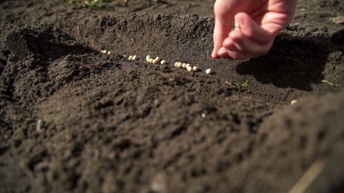 Hand Planting Seeds in Soil Close Up