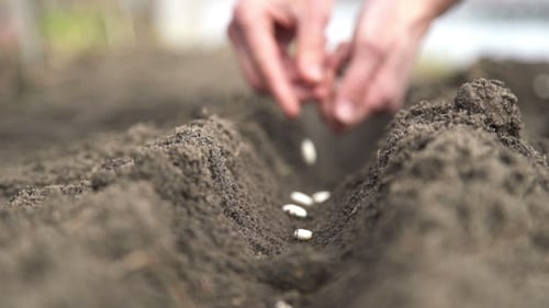 Planting Lima Beans in the Soil Close Up
