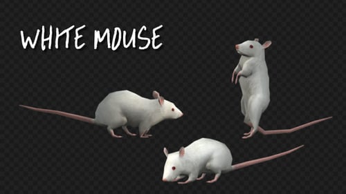 Animal Pack -White Mouse - 3 Scene