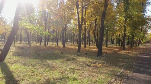 Yellow leaves on trees and ground in an autumn park.