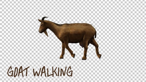 Realistic Brown Goat Walking Animation