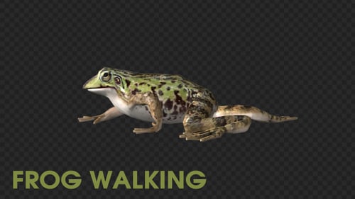 Animated Realistic Frog Crawling on Transparent Background