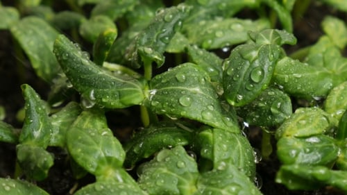 Germer des graines de concombre sous la pluie