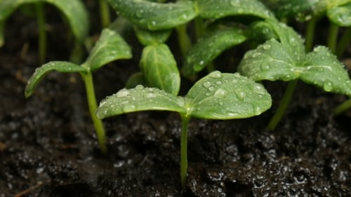 Germinating Cucumber Seeds on The Rain