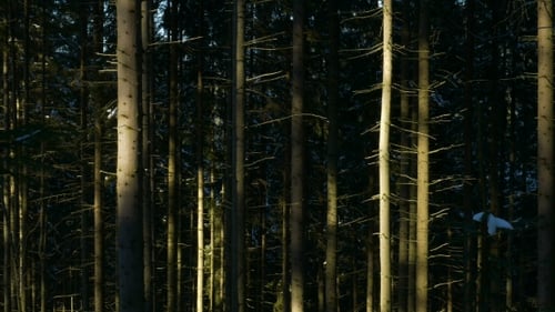 Ombre se déplaçant sur les bois de la forêt