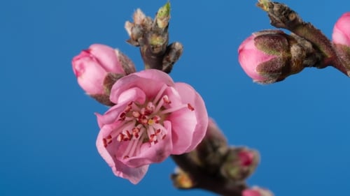Flowering Branch of a Peach Tree