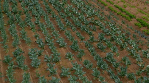 Flying Over a Green Cabbage Salad Field
