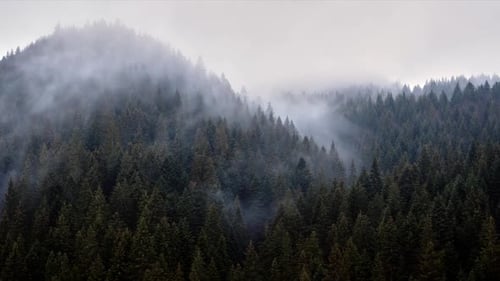 The Fog Spills Over the Spruce Forest Cold Rainy Weather