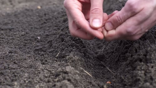 Hands Planting Seeds in a Row of Soil