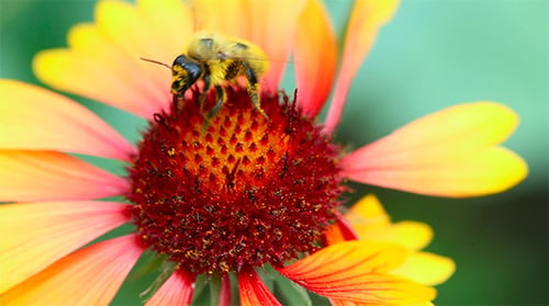 Bumblebee