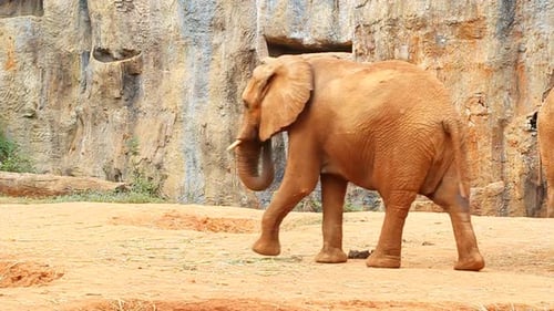 Elefante africano caminhando