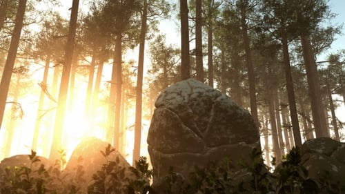 Golden Sun Rays Penetrating Through Tall Forest Trees