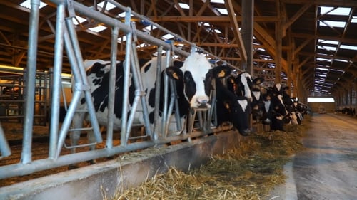 Cows Eating Hay in Large Indoor Barn