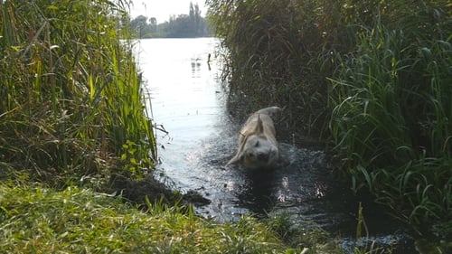 Nasser Hund, der am Fluss steht und Wasser aus seinem Fell in der Natur schüttelt. Golden Retriever oder Labrador