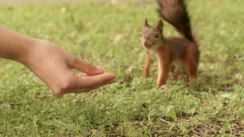 Squirrel Eats from Woman's Hand on Lawn
