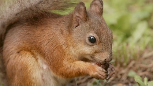 Squirrel Eats the Nut. Shot