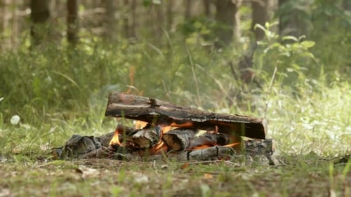 Bonfire in the Forest at the Day