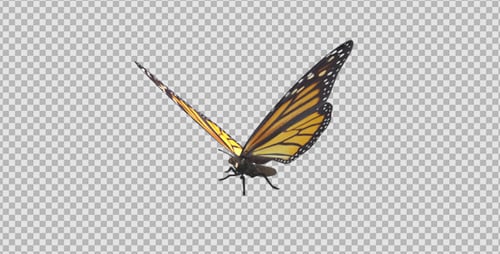Flying Butterfly - North American Monarch