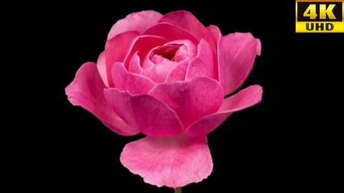 Rose Time lapse (4K)