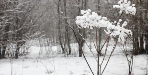 Heavy Snowfall in Winter Sequence