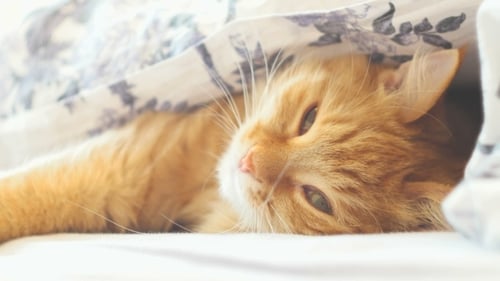 Ginger Cat Resting Under Floral Sheet on Bed
