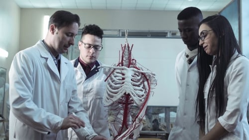 Medical Students Examine Human Anatomy Model in Classroom