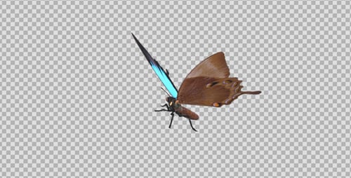 Fliegender Schmetterling - Asiatischer Pfau Royal