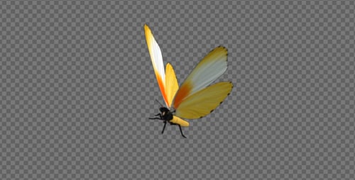 Animated Realistic Butterfly Flying with Alpha Channel