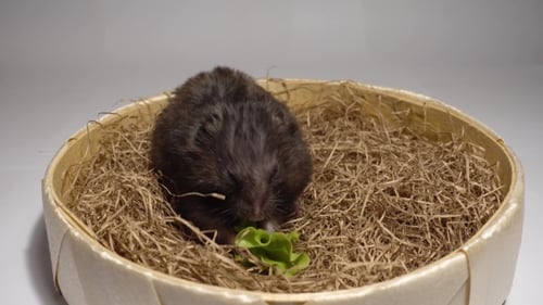 Hamster Sitting on the Hay
