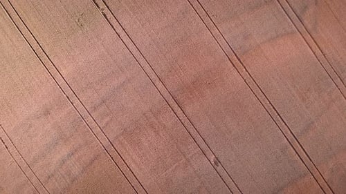 Yellow wheat field, top view