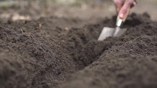 of a Farmer's Hand Making Grooves for Planting a Plant