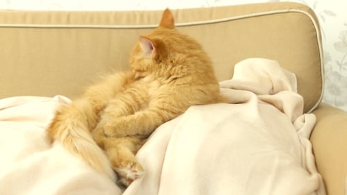Ginger Cat Grooming Fur on Cozy Sofa