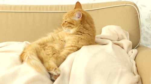 Ginger Cat Grooming on Light Couch Indoors
