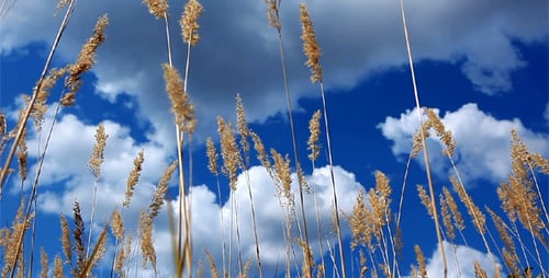 Oreilles sur fond de ciel nuageux