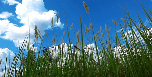 Green Grass On A Background Cloudy Sky