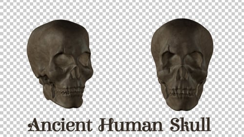 Ancient Human Skull
