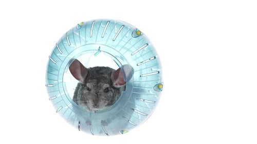 Gray Chinchilla Sitting in Blue Ball for Walks. White Background