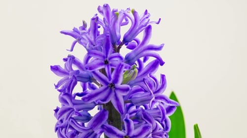 Blühende blaue Hyazinthenblume