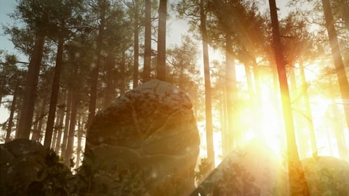 Golden Sunlight Through Forest Trees with Floating Particles