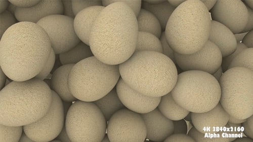 Eier-Übergang 2