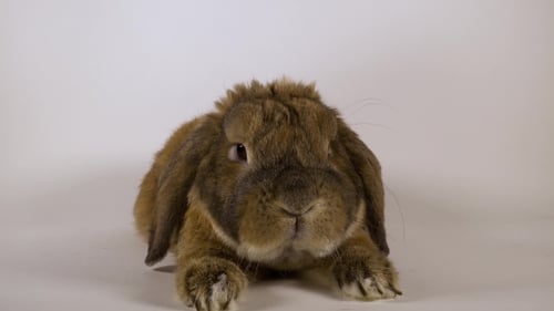 Brown Rabbit Sitting on a White Background